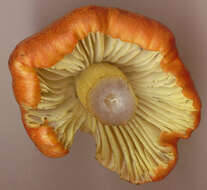 Image of Hygrocybe conica (Schaeff.) P. Kumm. 1871