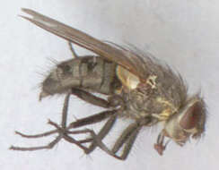 Image of Narrow-cheeked cluster fly