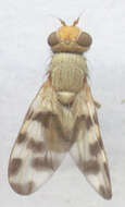 Image of Melieria crassipennis (Fabricius 1794)