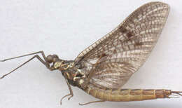 Image of Common Mayfly