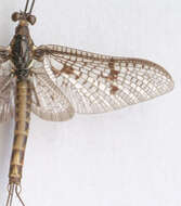 Image of Common Mayfly