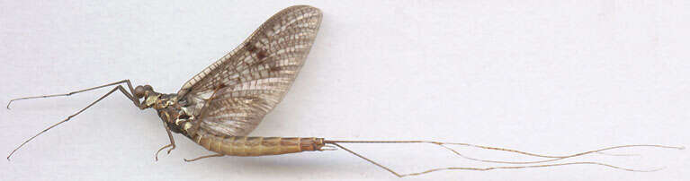 Image of Common Mayfly