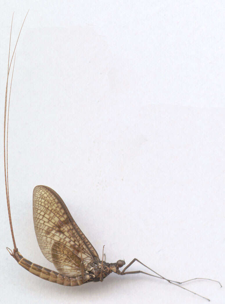 Image of Common Mayfly