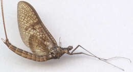 Image of Common Mayfly