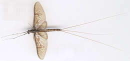 Image of Common Mayfly