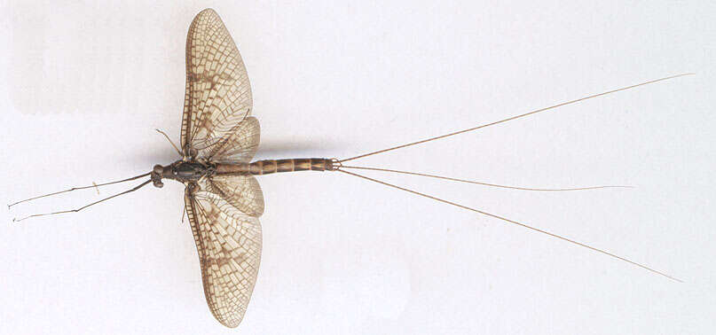 Image of Common Mayfly