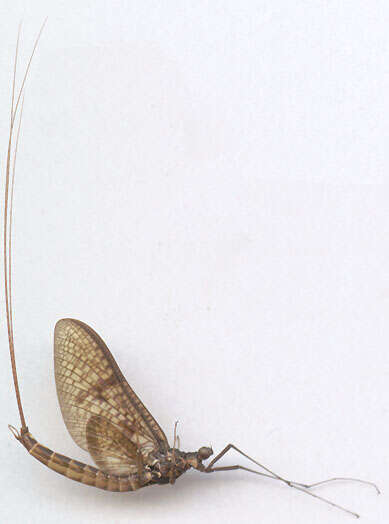 Image of Common Mayfly