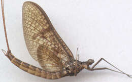 Image of Common Mayfly