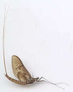 Image of Common Mayfly