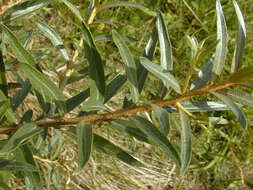 Image of Sea-buckthorn