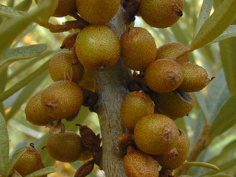 Imagem de Hippophae rhamnoides L.