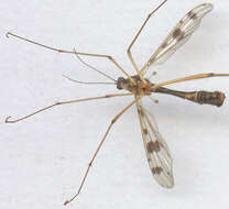 Image of Ptychoptera contaminata (Linnaeus 1758)