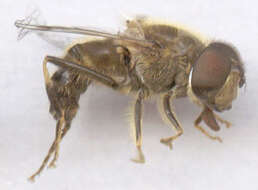 Слика од Eristalis pertinax (Scopoli 1763)