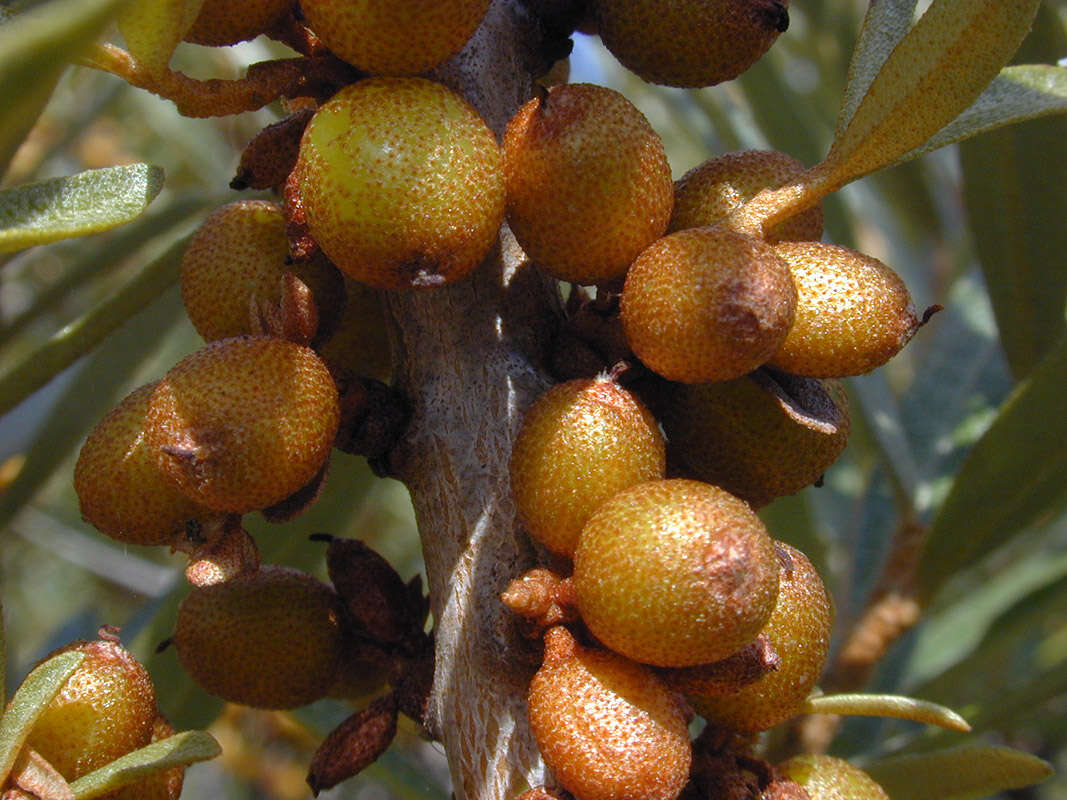 Imagem de Hippophae rhamnoides L.