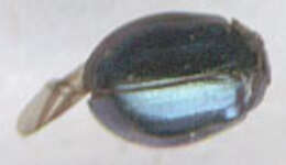 Image of willow leaf beetle