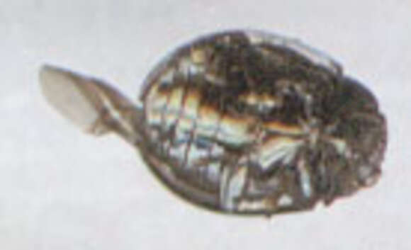 Image of willow leaf beetle