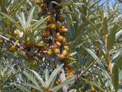 Imagem de Hippophae rhamnoides L.