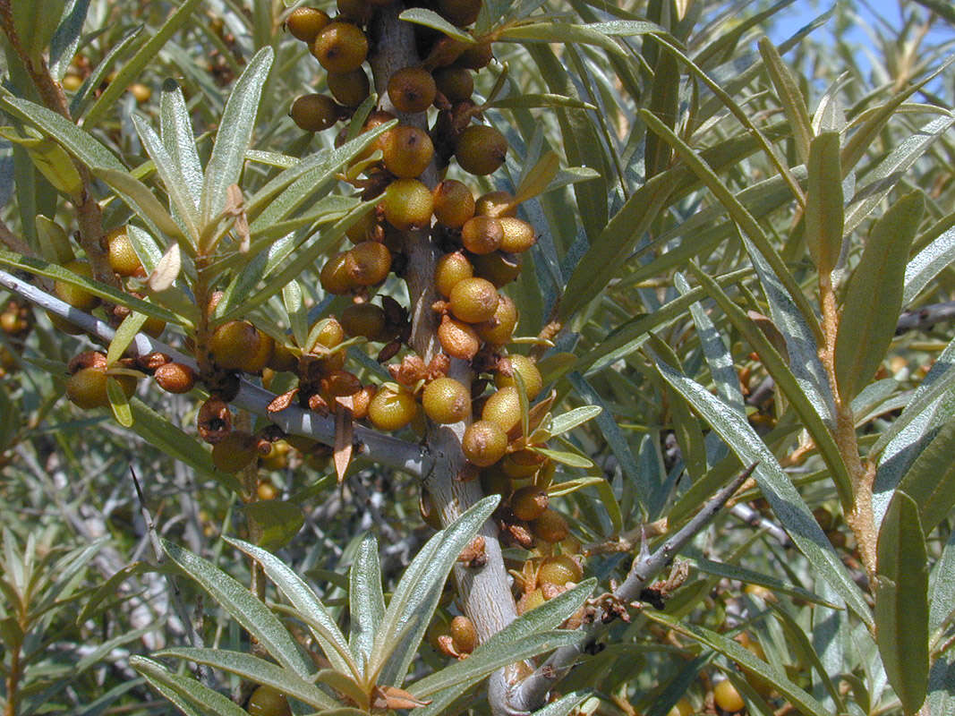 Imagem de Hippophae rhamnoides L.