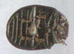 Image of willow leaf beetle