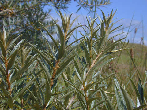 Image of Sea-buckthorn