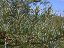 Imagem de Hippophae rhamnoides L.