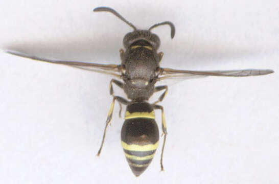 Image of Ancistrocerus trifasciatus (Müller 1776)