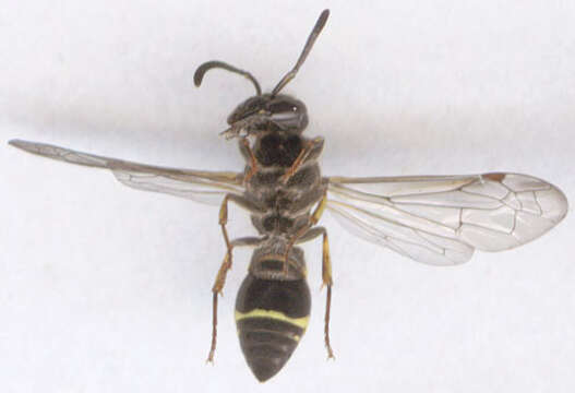 Image of Ancistrocerus trifasciatus (Müller 1776)