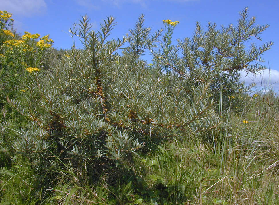 Imagem de Hippophae rhamnoides L.