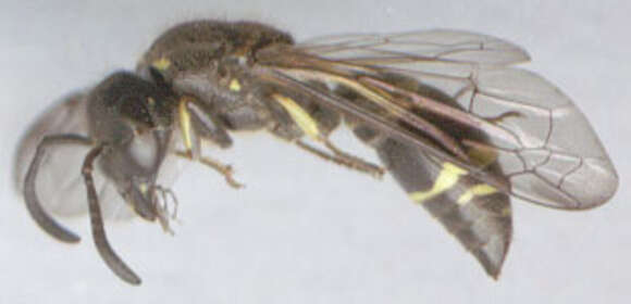 Image of Ancistrocerus trifasciatus (Müller 1776)