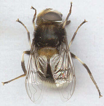 Image of Eristalis intricaria (Linnaeus 1758)