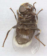 Image of Eristalis intricaria (Linnaeus 1758)