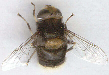 Image of Eristalis intricaria (Linnaeus 1758)