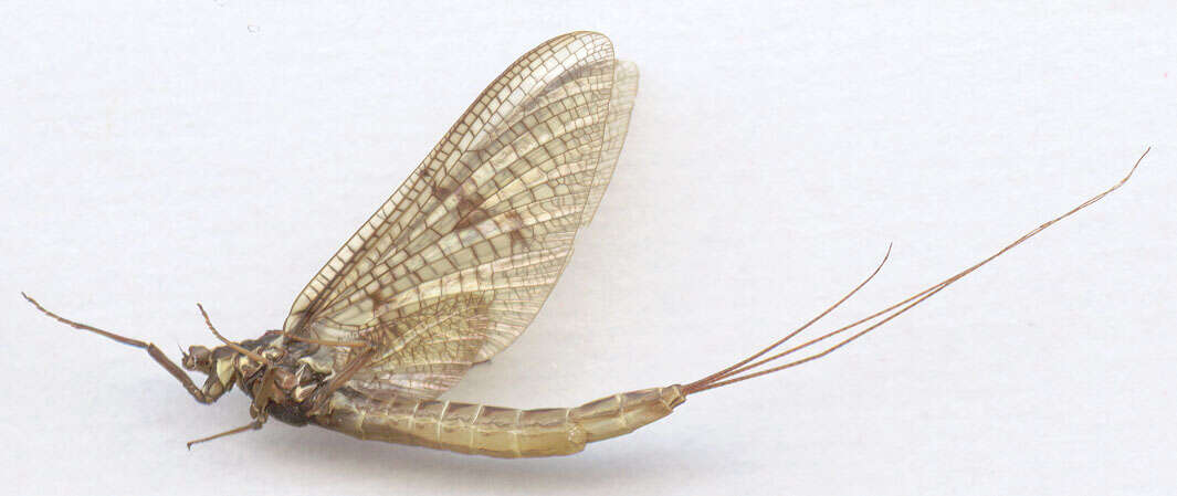 Image of Common Mayfly