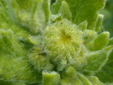 Image of common fleabane