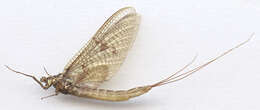 Image of Common Mayfly