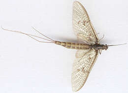 Image of Common Mayfly