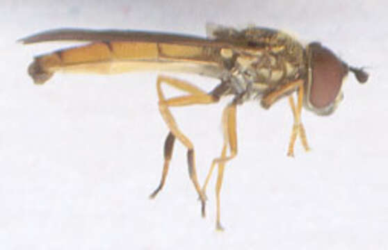 Image of Platycheirus fulviventris (Macquart 1829)