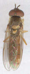 Image of Platycheirus fulviventris (Macquart 1829)