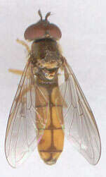 Image of Platycheirus fulviventris (Macquart 1829)