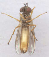 Image of Platycheirus fulviventris (Macquart 1829)