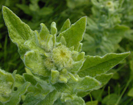 Image of common fleabane