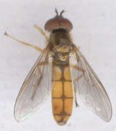 Image of Platycheirus fulviventris (Macquart 1829)