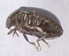 Image of willow leaf beetle