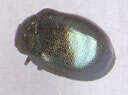 Image of willow leaf beetle