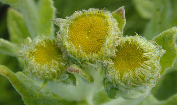 Image of common fleabane