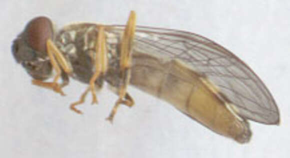 Image of Platycheirus clypeatus (Meigen 1822)