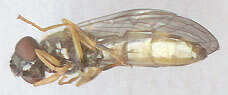 Image of Platycheirus clypeatus (Meigen 1822)