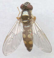 Image of Platycheirus clypeatus (Meigen 1822)