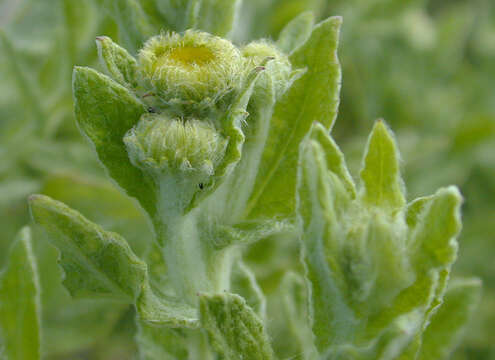 Image of common fleabane