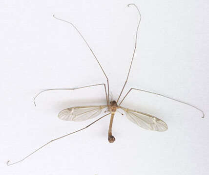 Image of Tipula (Lunatipula) fascipennis Meigen 1818